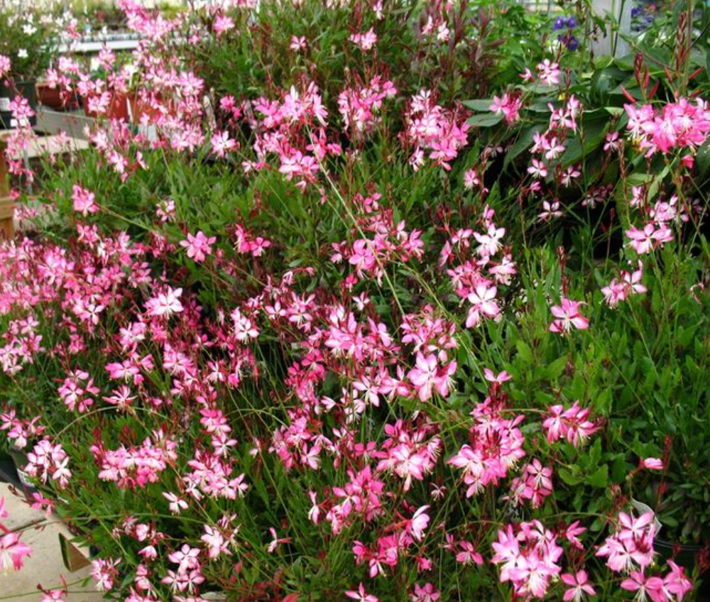 Gaura lindheimeri ‘Rosy Jane’ (2 or3 plants) Native