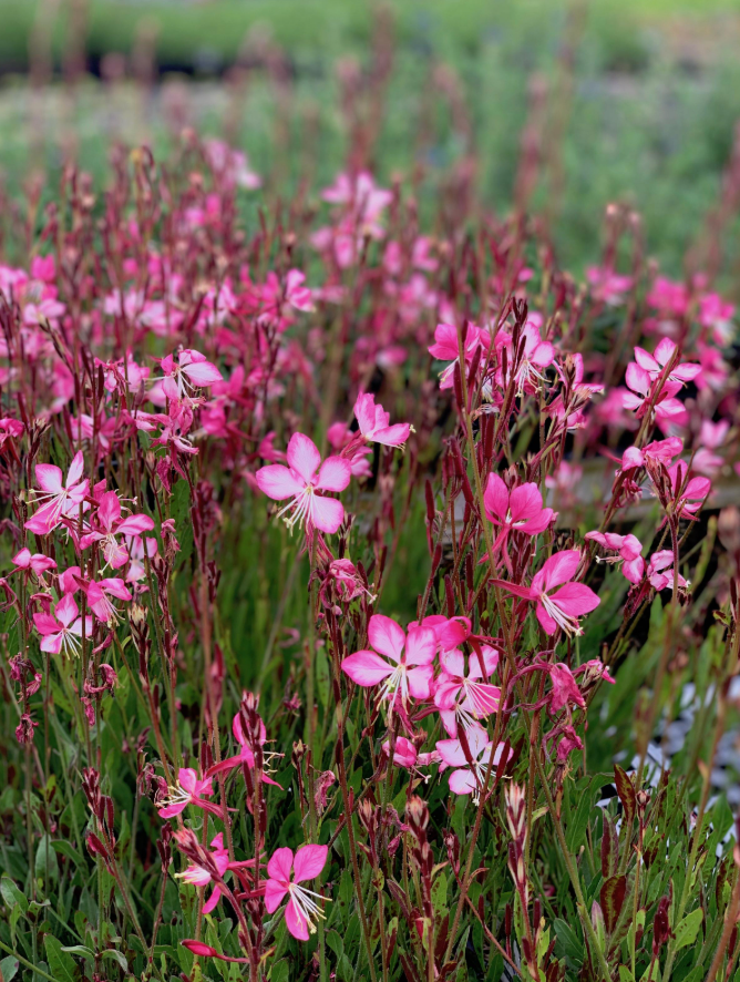 Gaura lindheimeri ‘Rosy Jane’ (2 or3 plants) Native