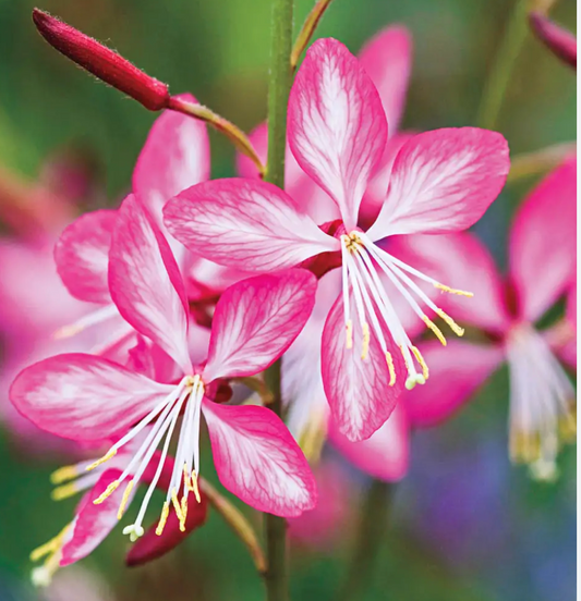 Gaura lindheimeri ‘Rosy Jane’ (3 plants) Native