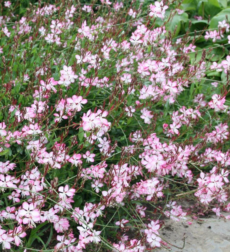Gaura lindheimeri ‘Rosy Jane’ (2 or3 plants) Native