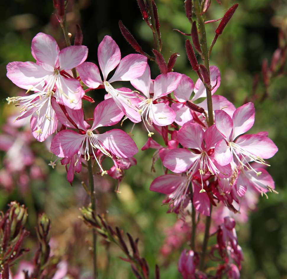 Gaura lindheimeri ‘Rosy Jane’ (2 or3 plants) Native