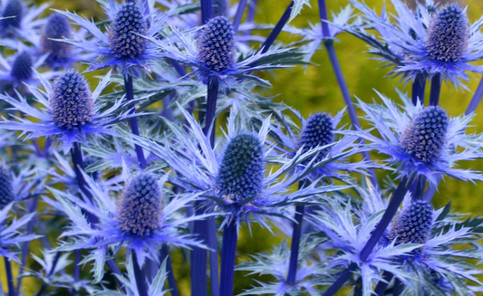 ERYNGIUM 'Big Blue - Sea Holly (2 plants)