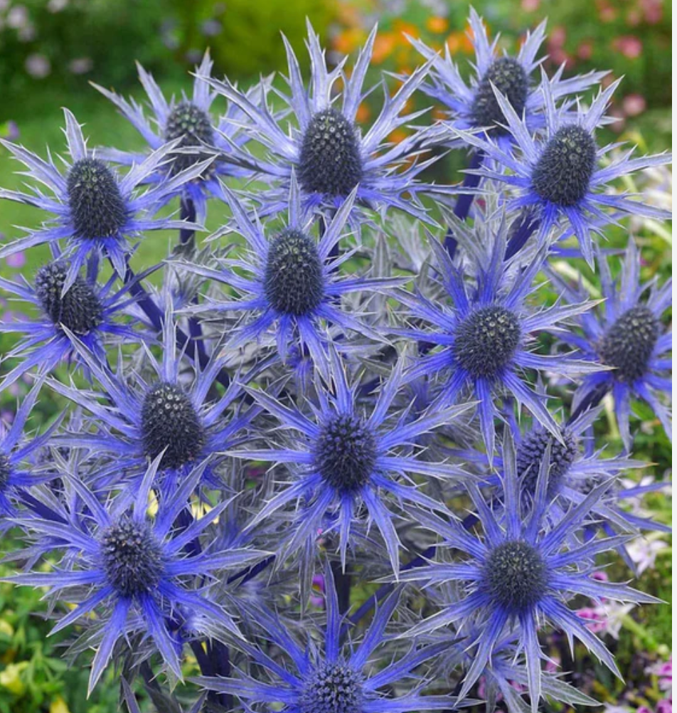 ERYNGIUM 'Big Blue - Sea Holly (2 plants)