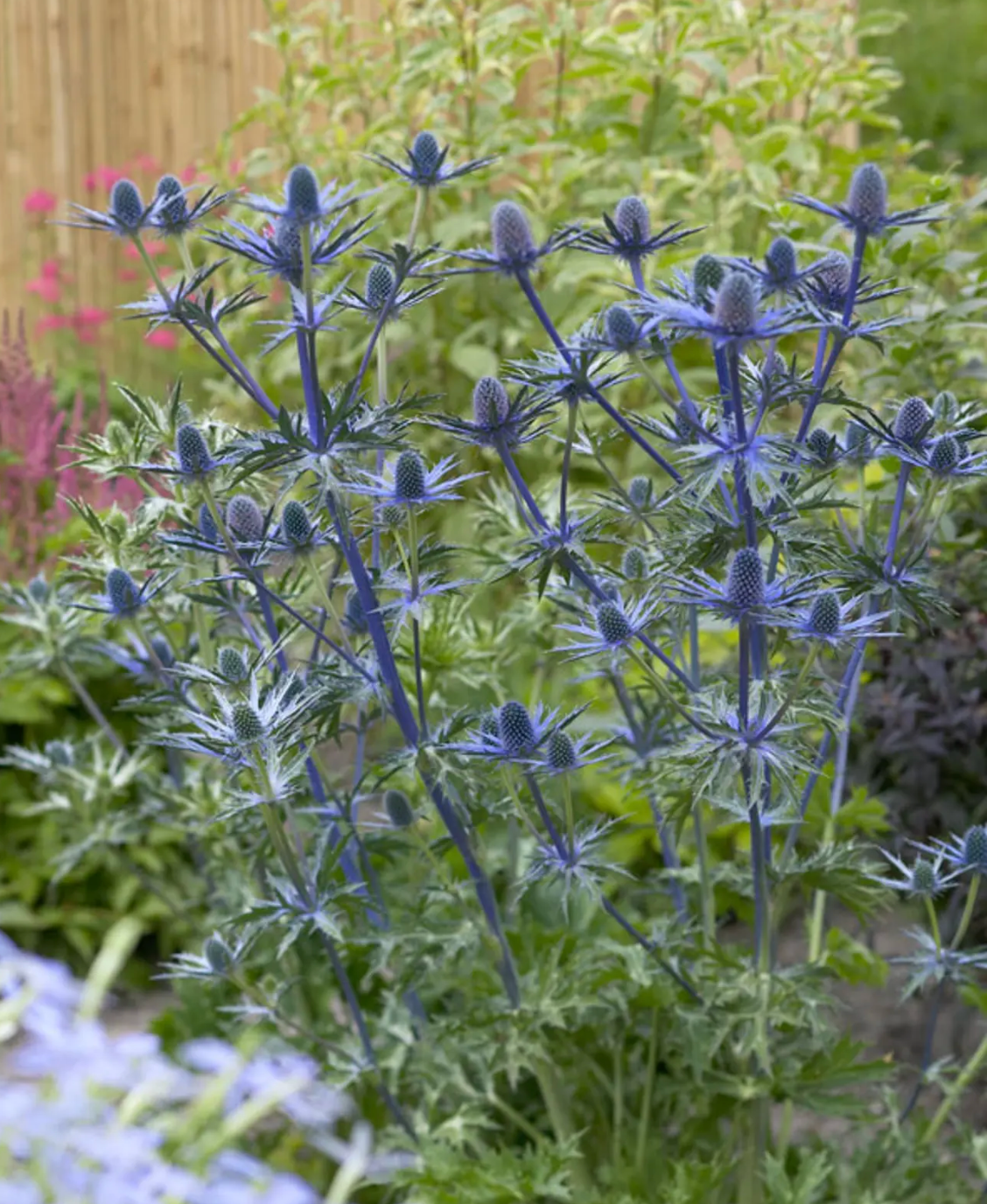 ERYNGIUM 'Big Blue - Sea Holly (2 plants)