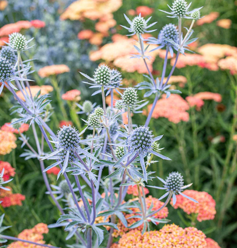 ERYNGIUM 'Big Blue - Sea Holly (2 plants)
