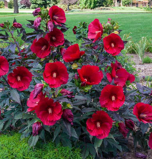 HIBISCUS 'Midnight Marvel' or ‘Starry Starry Night’ (2 Plants)