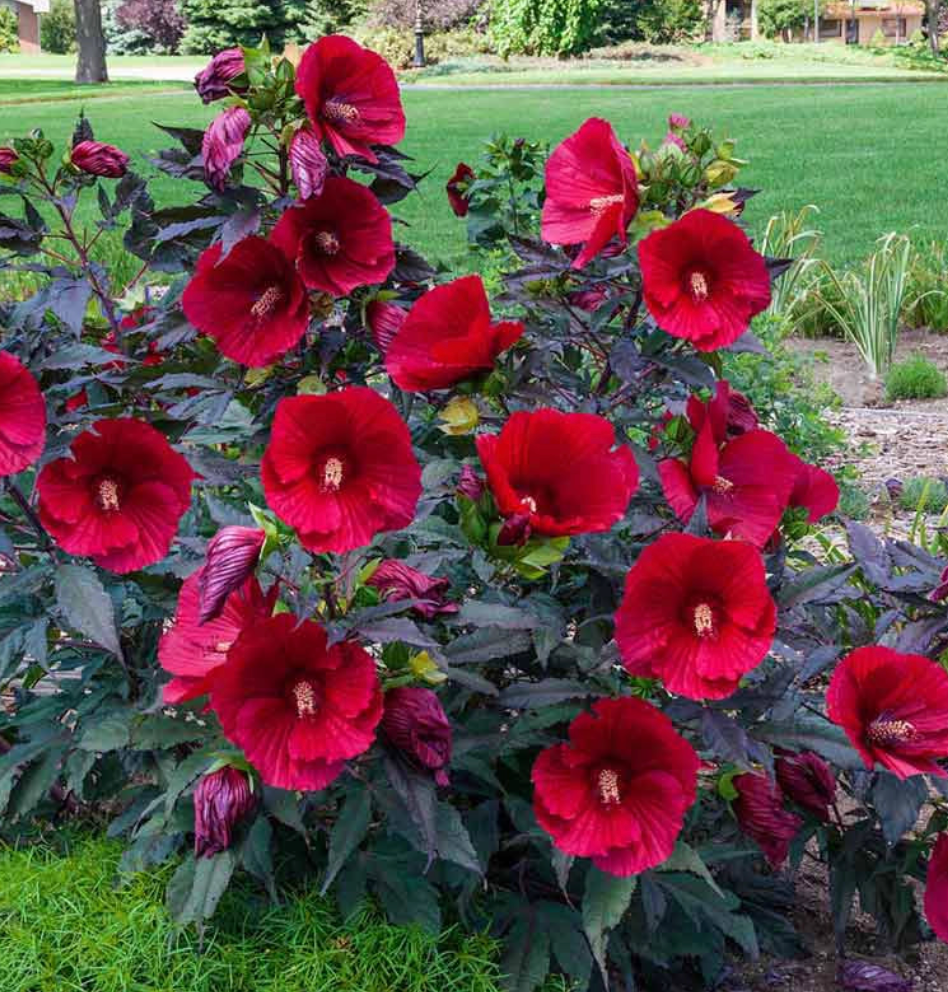 HIBISCUS 'Midnight Marvel' or ‘Starry Starry Night’ (2 Plants)