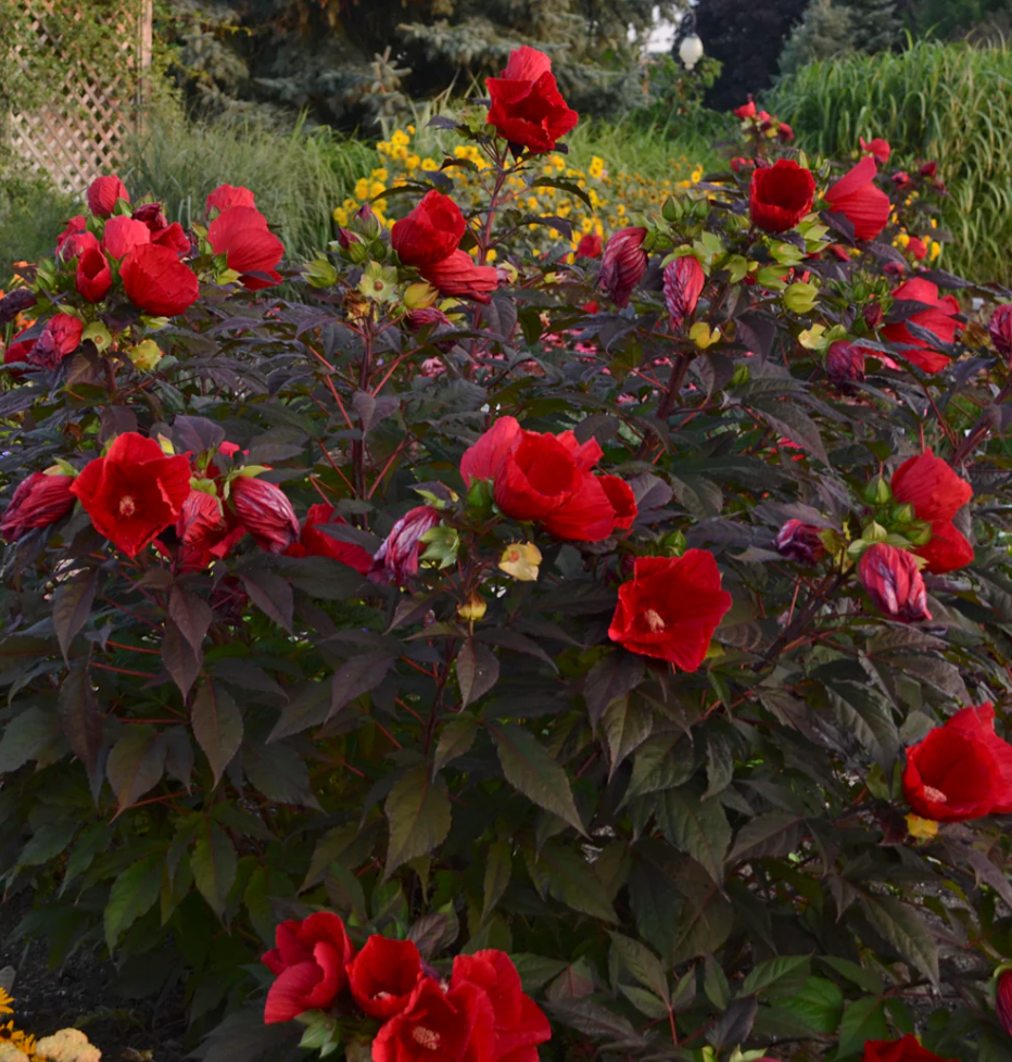 HIBISCUS 'Midnight Marvel' or ‘Starry Starry Night’ (2 Plants)
