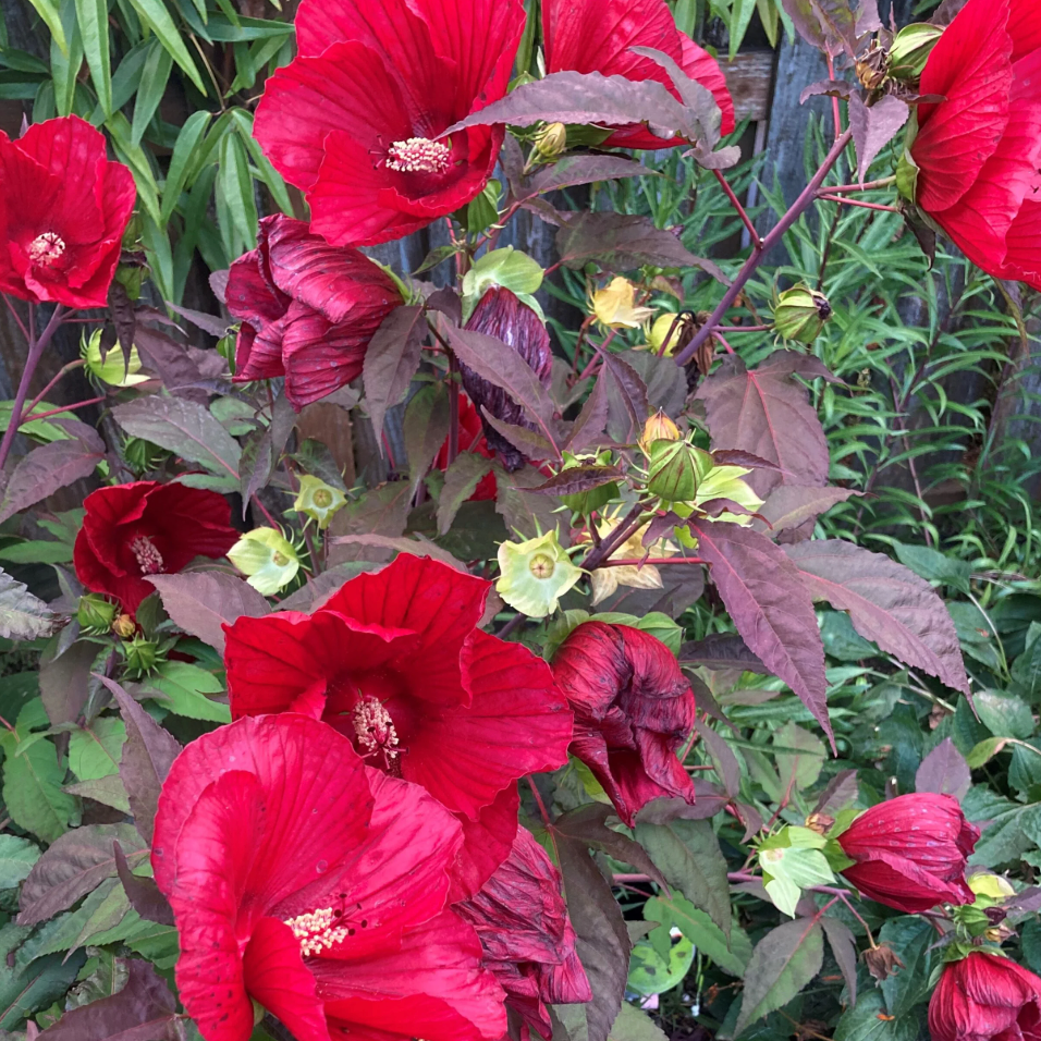 HIBISCUS 'Midnight Marvel' or ‘Starry Starry Night’ (2 Plants)