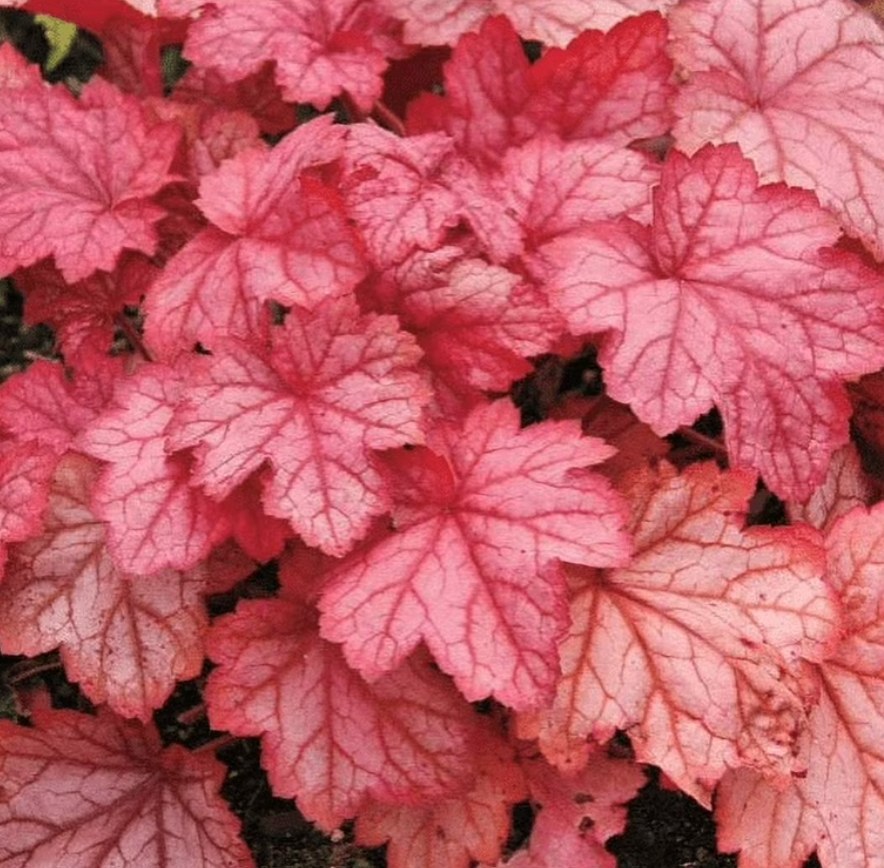 HEUCHERA 'Georgia Peach' (3 Plants)