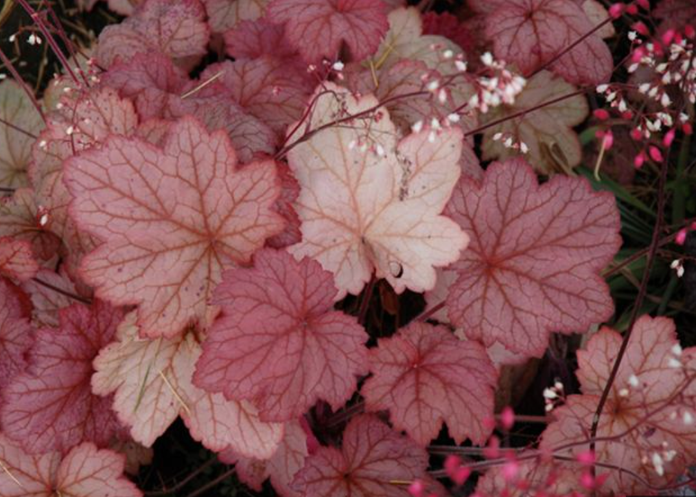 HEUCHERA 'Georgia Peach' (3 Plants)