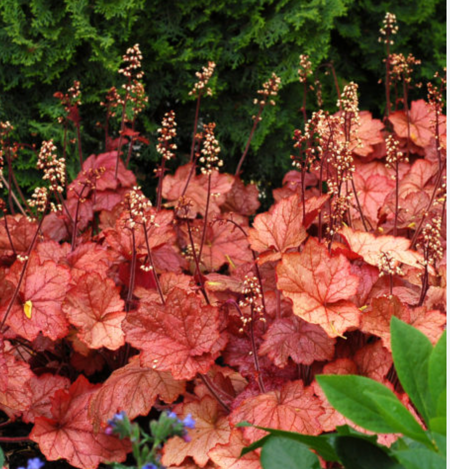 HEUCHERA 'Georgia Peach' (3 Plants)