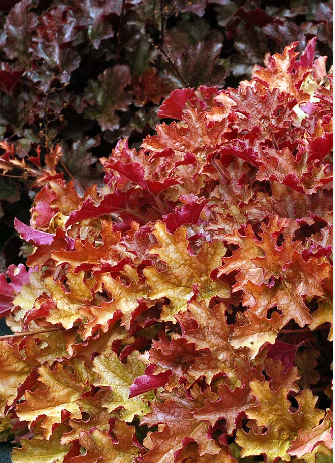 HEUCHERA 'Georgia Peach' (3 Plants)