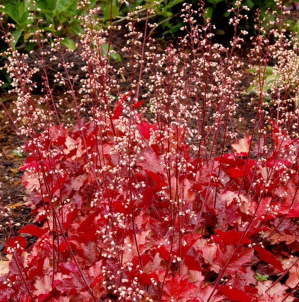 HEUCHERA 'Georgia Peach' (3 Plants)