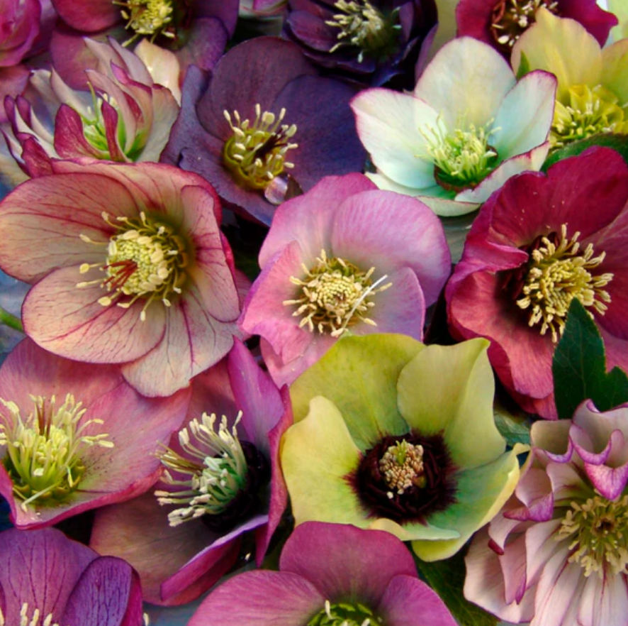 Helleborus Brandywine’ Lenten Rose (4 plants)
