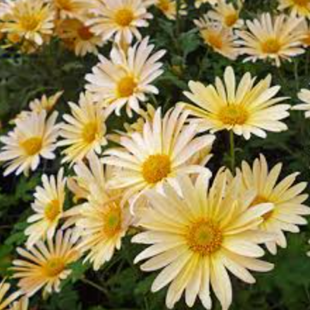 Hardy Chrysanthemum- Brandwine (3 plants)
