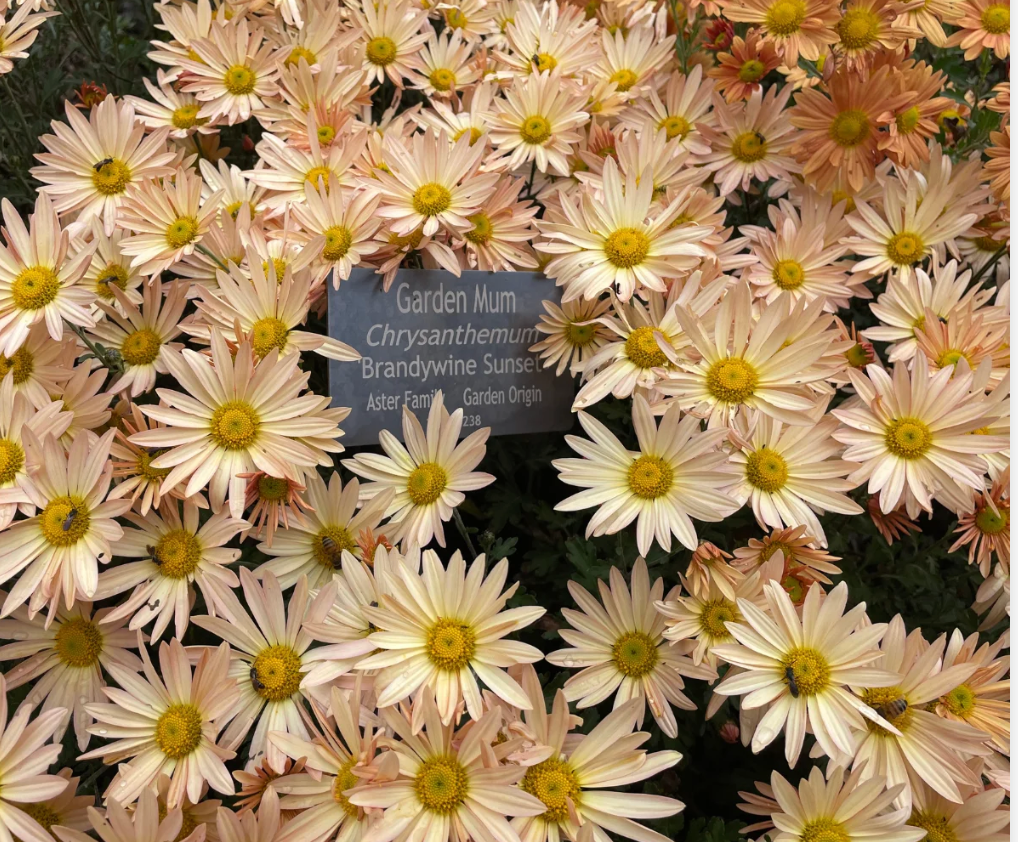 Hardy Chrysanthemum- Brandwine (3 plants)
