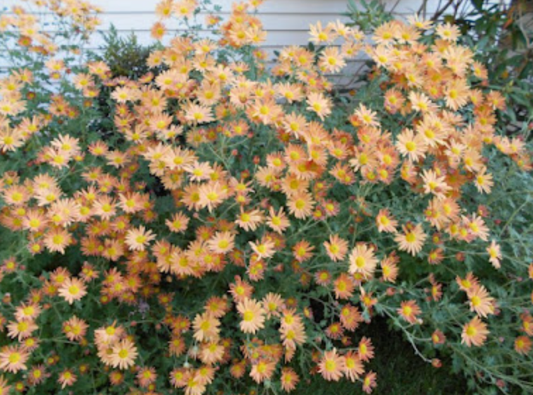 Hardy Chrysanthemum- Brandwine (3 plants)