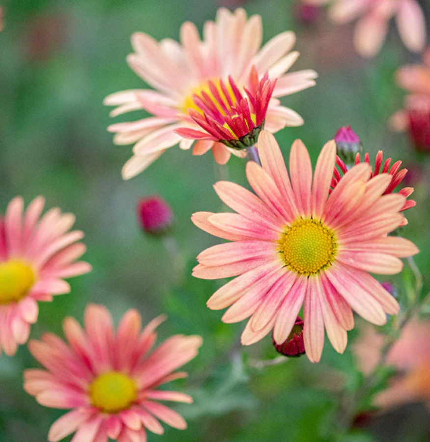Hardy Chrysanthemum- Campfire Glow (3 plants)