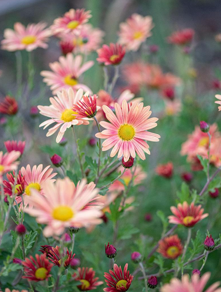 Hardy Chrysanthemum- Campfire Glow (3 plants)