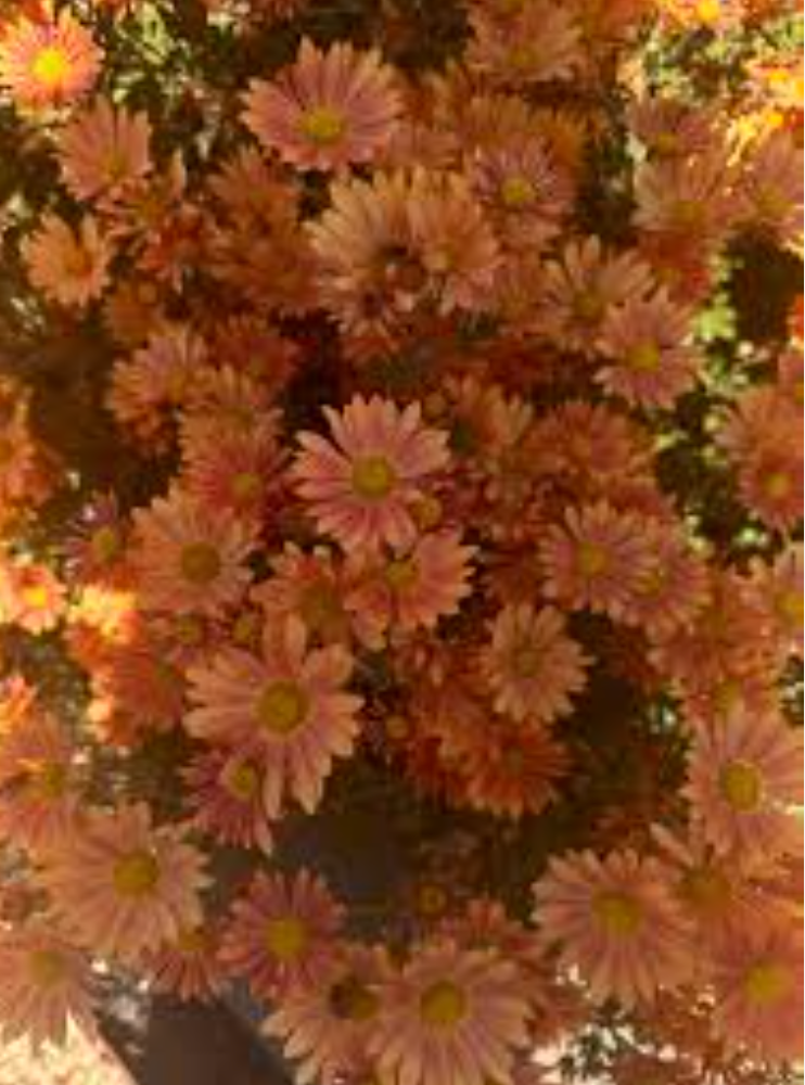 Hardy Chrysanthemum- Campfire Glow (3 plants)