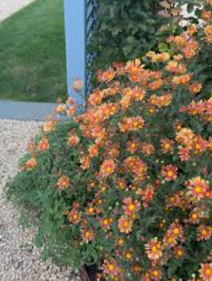 Hardy Chrysanthemum- Campfire Glow (3 plants)