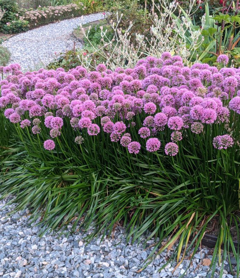 ALLIUM 'Millenium' 4 plants
