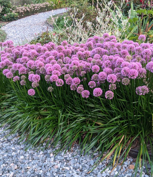 ALLIUM 'Millenium' 7 plants