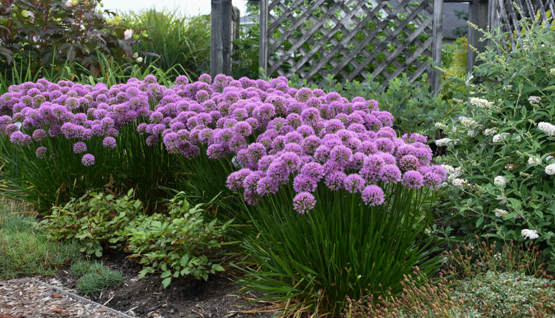ALLIUM 'Millenium' 4 plants
