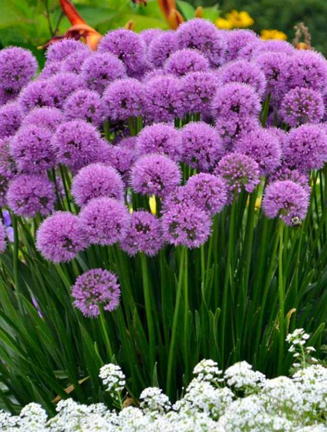 ALLIUM 'Millenium' 4 plants
