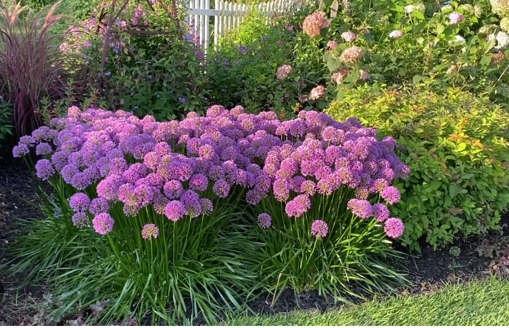 ALLIUM 'Millenium' 4 plants