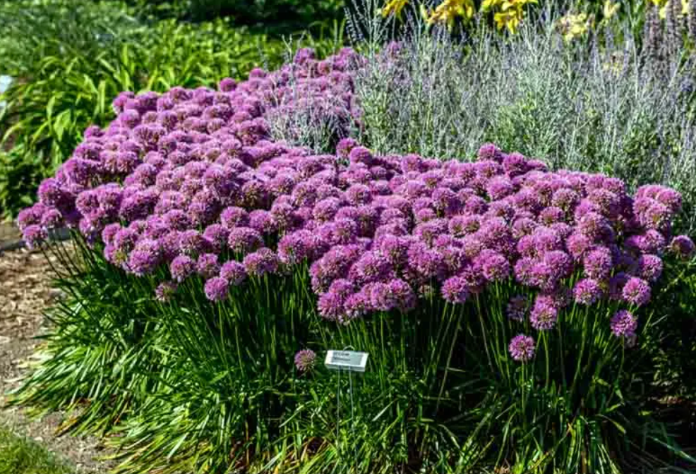 ALLIUM 'Millenium' 4 plants