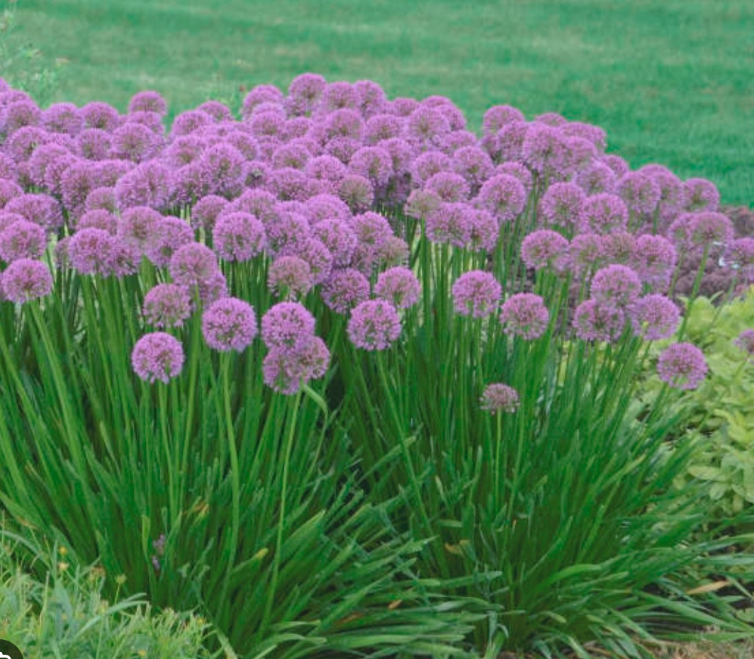ALLIUM 'Millenium' 4 plants