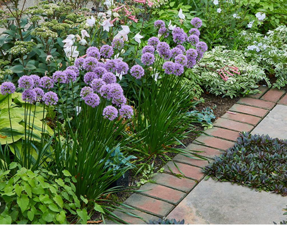 ALLIUM 'Millenium' 4 plants