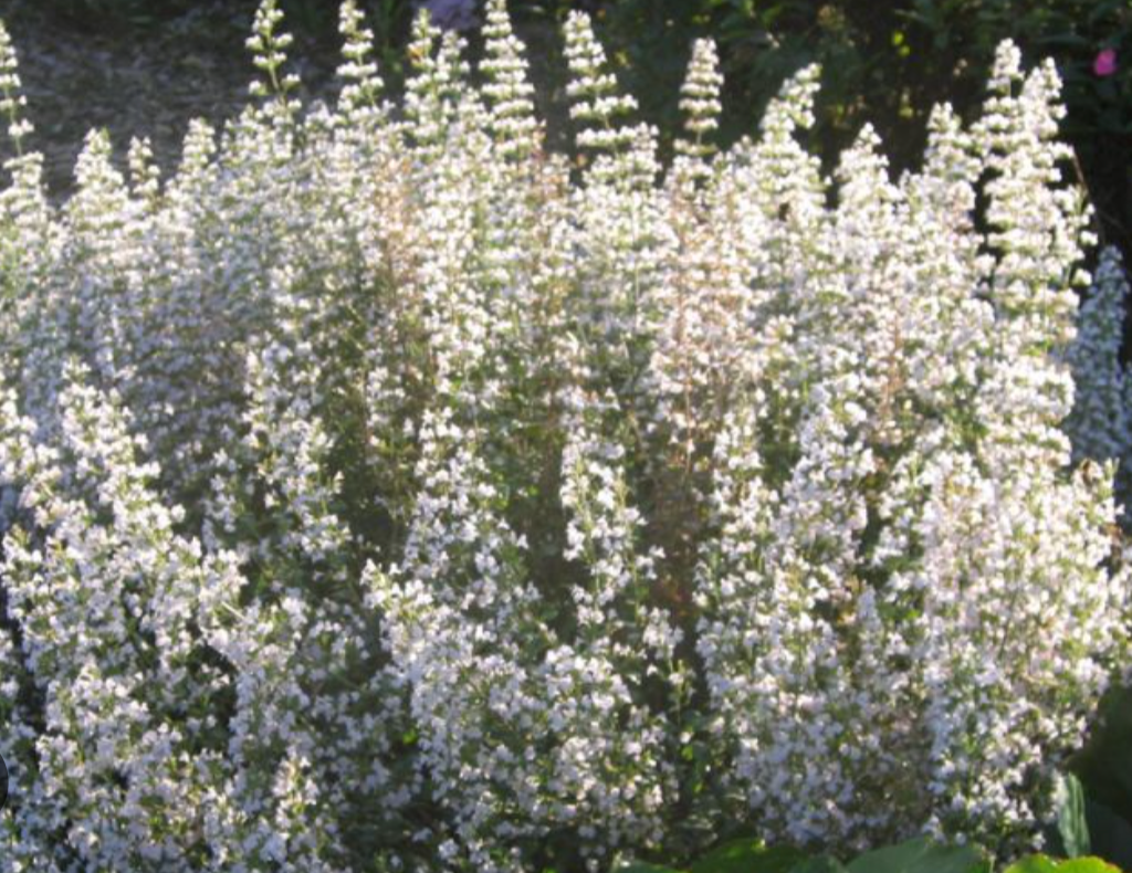 Calamintha Triumphator- 2 plants