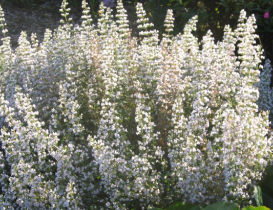 Calamintha Triumphator- 3 plants