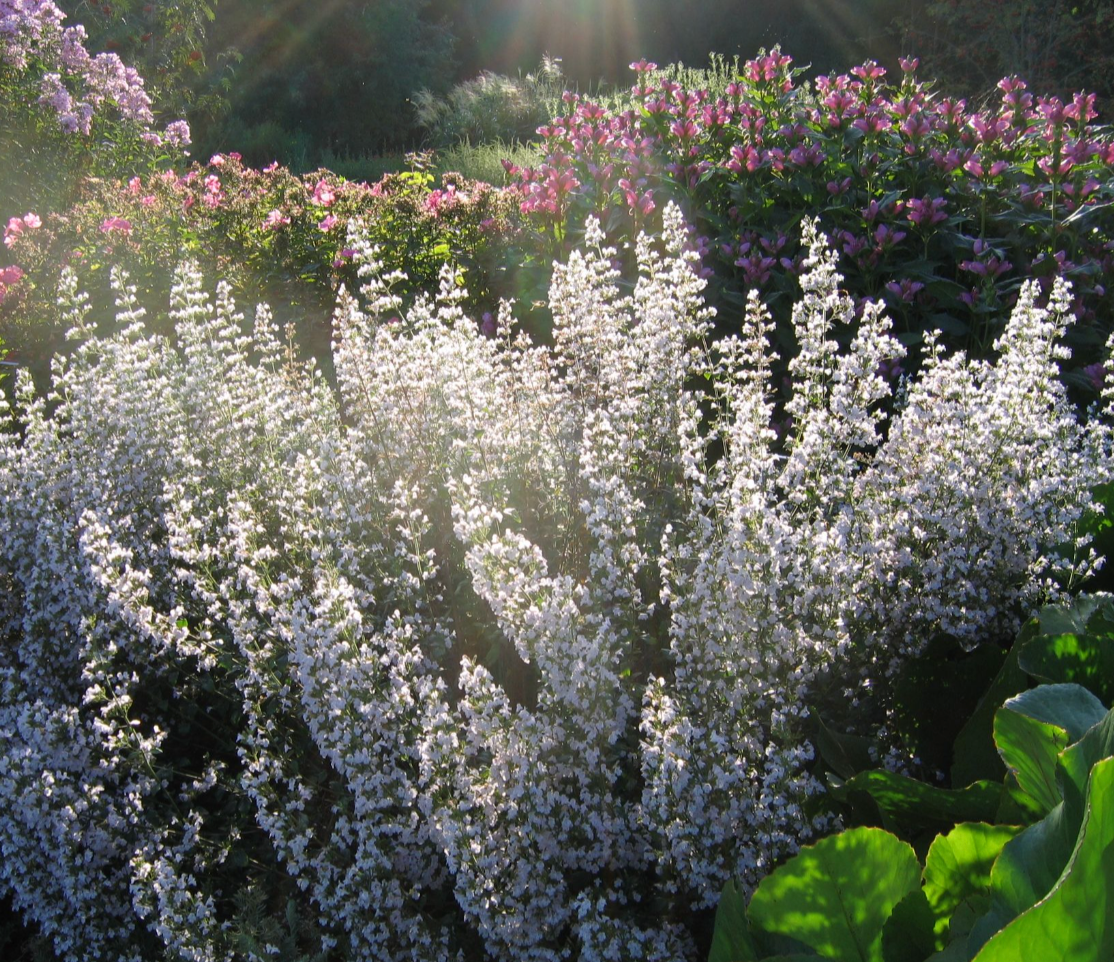 Calamintha Triumphator- 2 plants