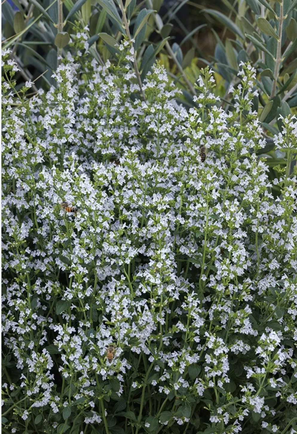 Calamintha Triumphator- 2 plants