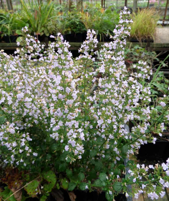 Calamintha Triumphator- 2 plants