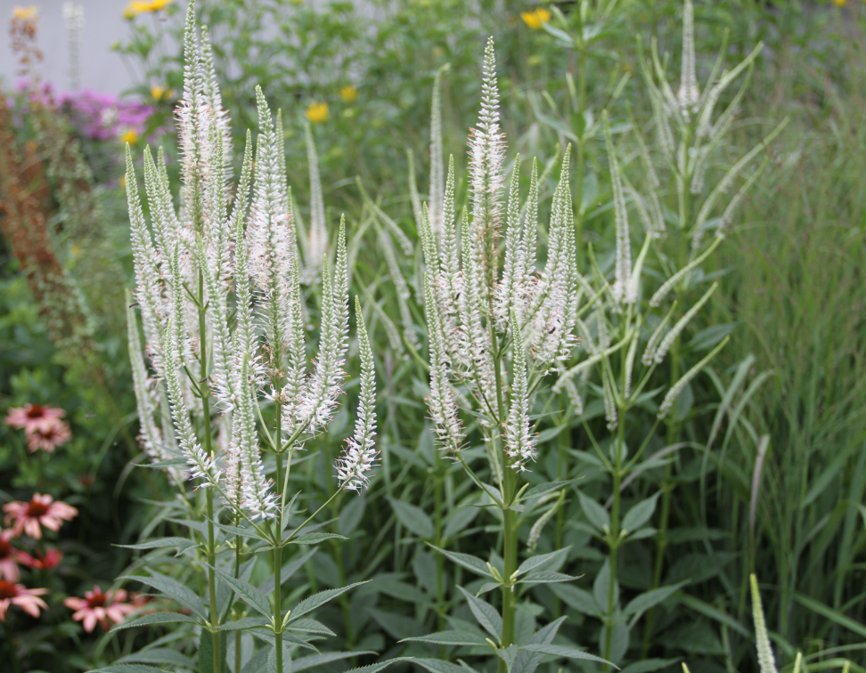 Veronicastrum virginicum (Culver’s Root) – Native Perennial  (3 plants)