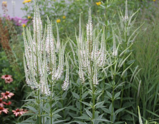 Veronicastrum virginicum (Culver’s Root) – Native Perennial  (3 plants)
