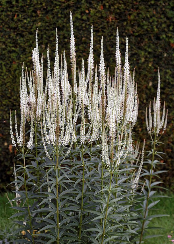 Veronicastrum virginicum (Culver’s Root) – Native Perennial  (3 plants)