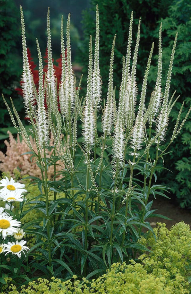 Veronicastrum virginicum (Culver’s Root) – Native Perennial  (3 plants)
