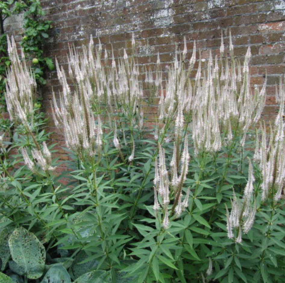 Veronicastrum virginicum (Culver’s Root) – Native Perennial  (3 plants)