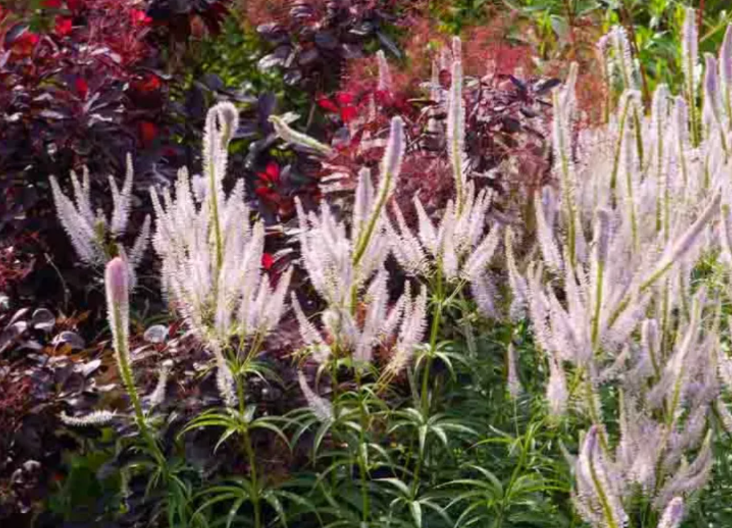 Veronicastrum virginicum (Culver’s Root) – Native Perennial  (3 plants)