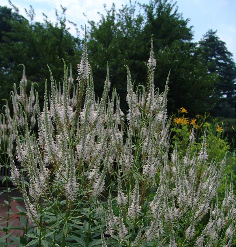 Veronicastrum virginicum (Culver’s Root) – Native Perennial  (3 plants)