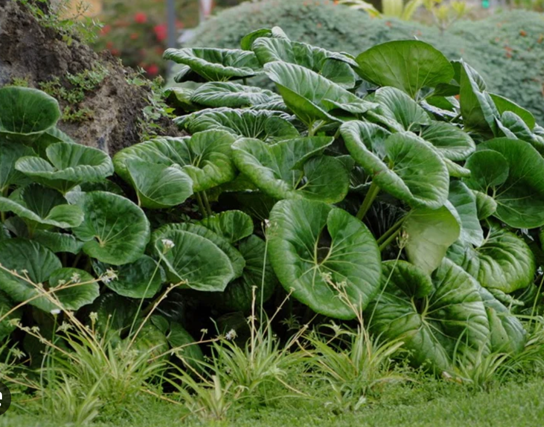 Farfugium giganteum (3 plants)