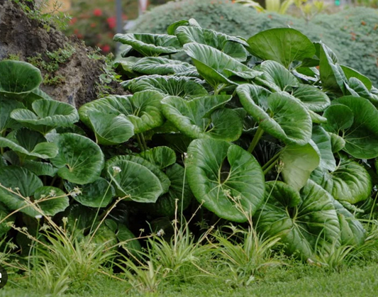 Farfugium giganteum (3 plants)