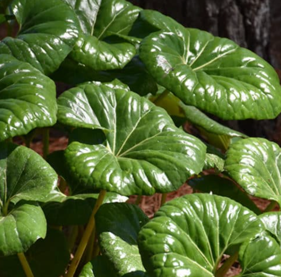 Farfugium giganteum (3 plants)