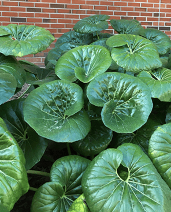 Farfugium giganteum (3 plants)
